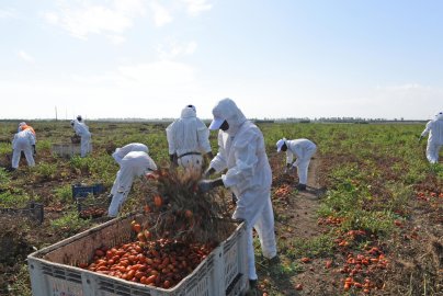 Puglia Study Reveals Migrant Employment Trends in Italy