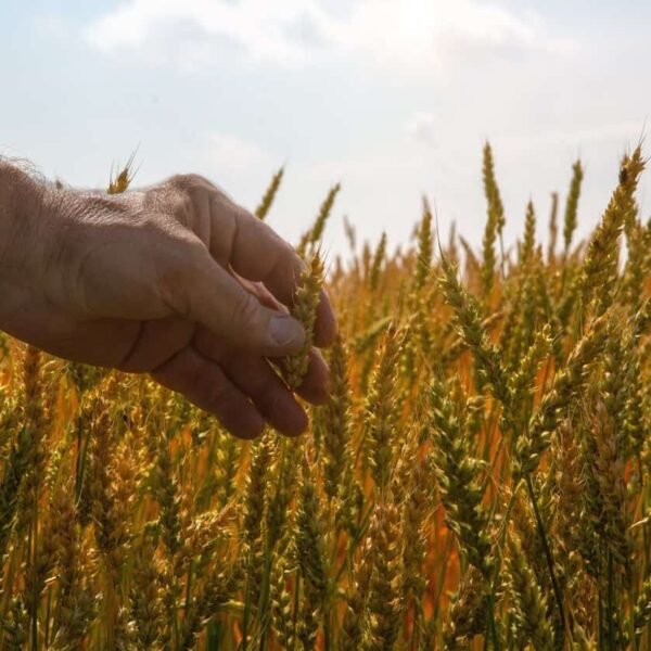 New Foreign Worker Stream for Agriculture and Fish Processing