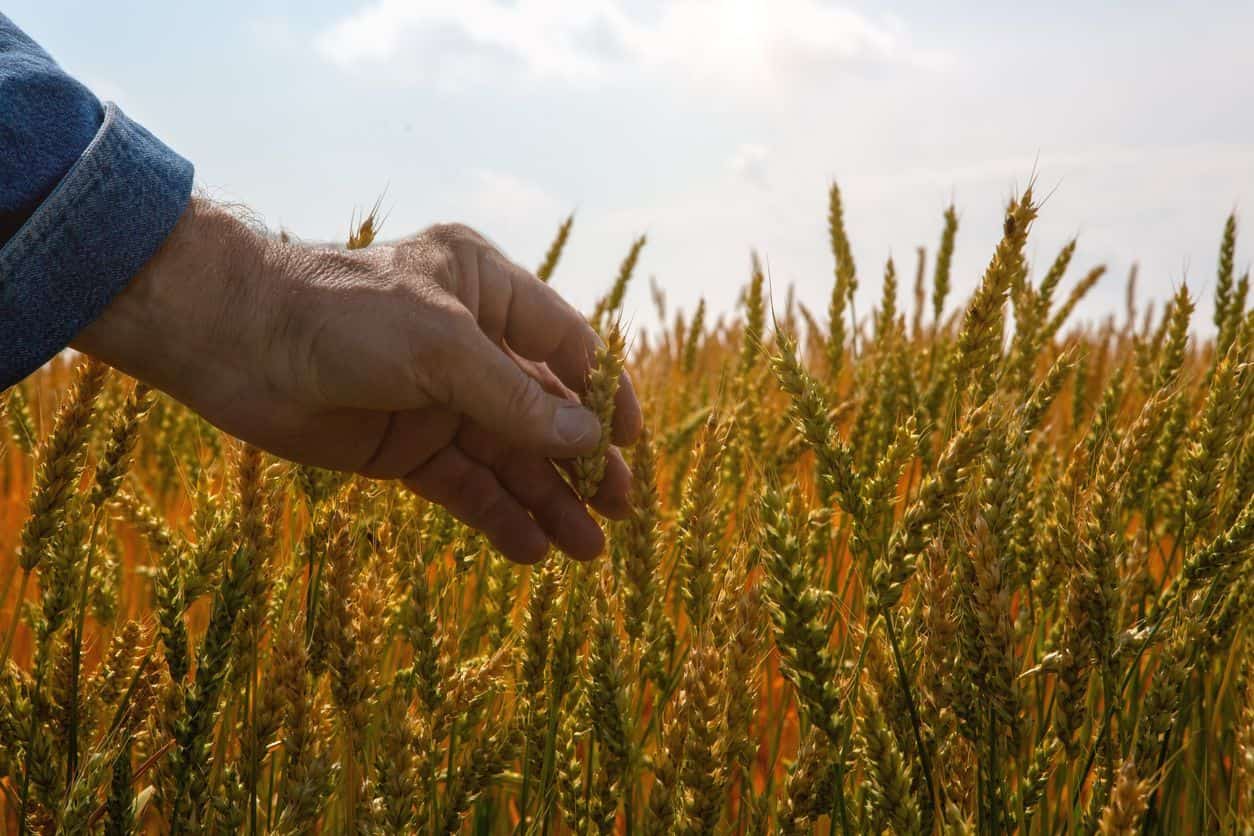 New Foreign Worker Stream for Agriculture and Fish Processing