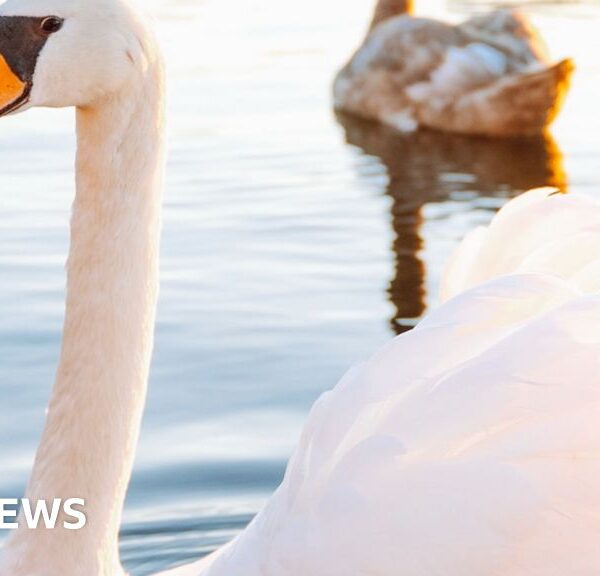 Swans Displaced by Asylum Hotel: What You Need to Know