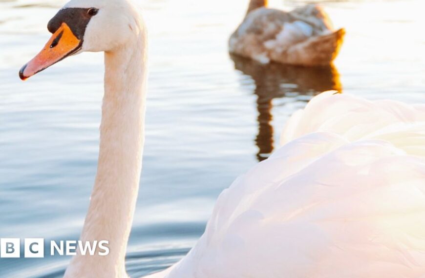 Swans Displaced by Asylum Hotel: What You Need to Know