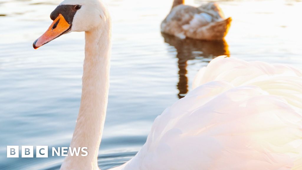Swans Displaced by Asylum Hotel: What You Need to Know